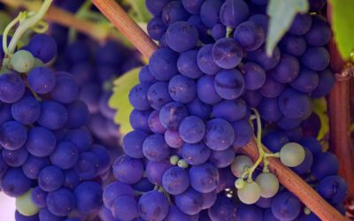 4 Essentials for Real Discipleship